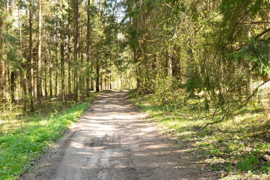 Duża działka leśna we wsi Bobrowa. - zdjęcie 7